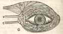 oog