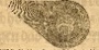 komeet 1652