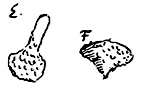 diertje, E, F
