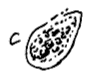 diertje C