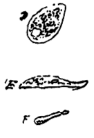 diertjes D, E, F