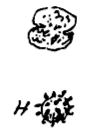 fig. G, H