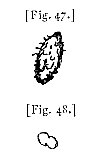 fig. 47, 48