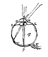 oog