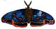 blauwe vlinder