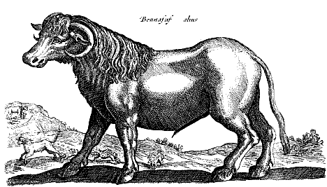 bonasus