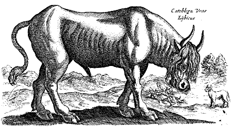 Jonston - catoblepas
