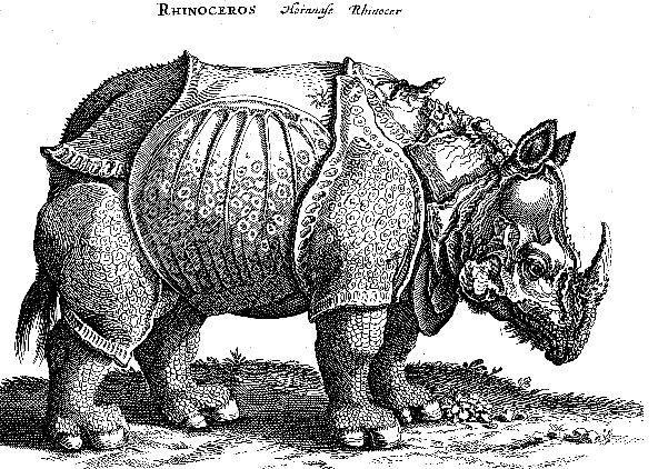 Rinoceros