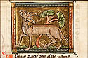 asinus