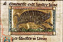 aper silvestris