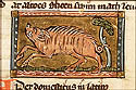 aper domesticus
