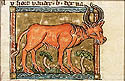 bubalus