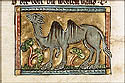 camelus