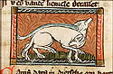 canis