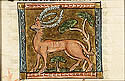 calepus