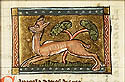 capreola
