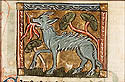 cacus