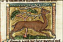 cervus