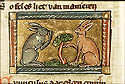 cuniculus