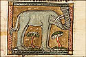 elephas