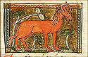 equus