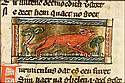 furunculus