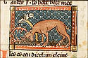 ibex