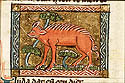 ibrida