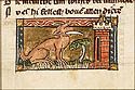 lynx