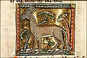 mulus