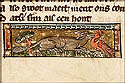 putorius