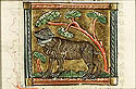 ursus