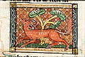 vulpes