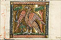 aquila