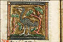 ardea
