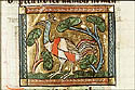 aves paradisi