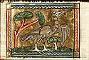 butorius