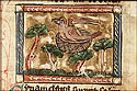 cinamelgus