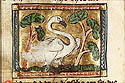 cygnus