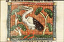 ciconia