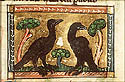 corvus
