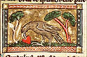 coredulus