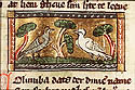 columba
