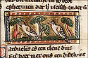 carduelis