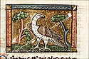 erodius