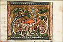 fenix