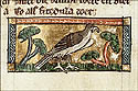 falco
