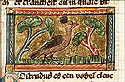 gestrudus