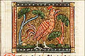 gallus