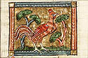 gallinacia
